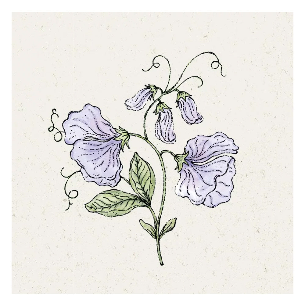 Blumensamen - Lathyrus odoratus "Spring Sunshine Light Blue" (Duftwicke)