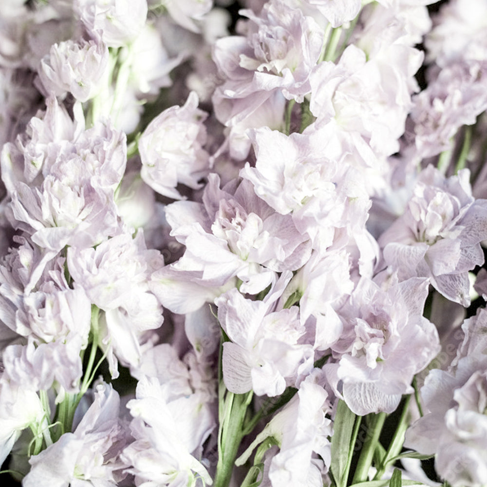 Blumensamen - Delphinium consolida "Fancy Smokey Eyes" (Rittersporn)
