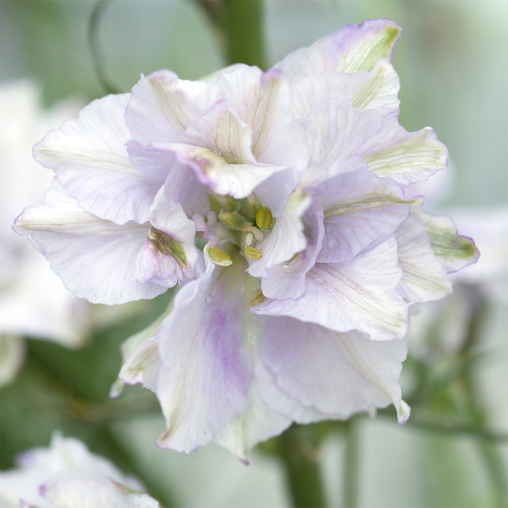 Blumensamen - Delphinium consolida "Fancy Smokey Eyes" (Rittersporn)