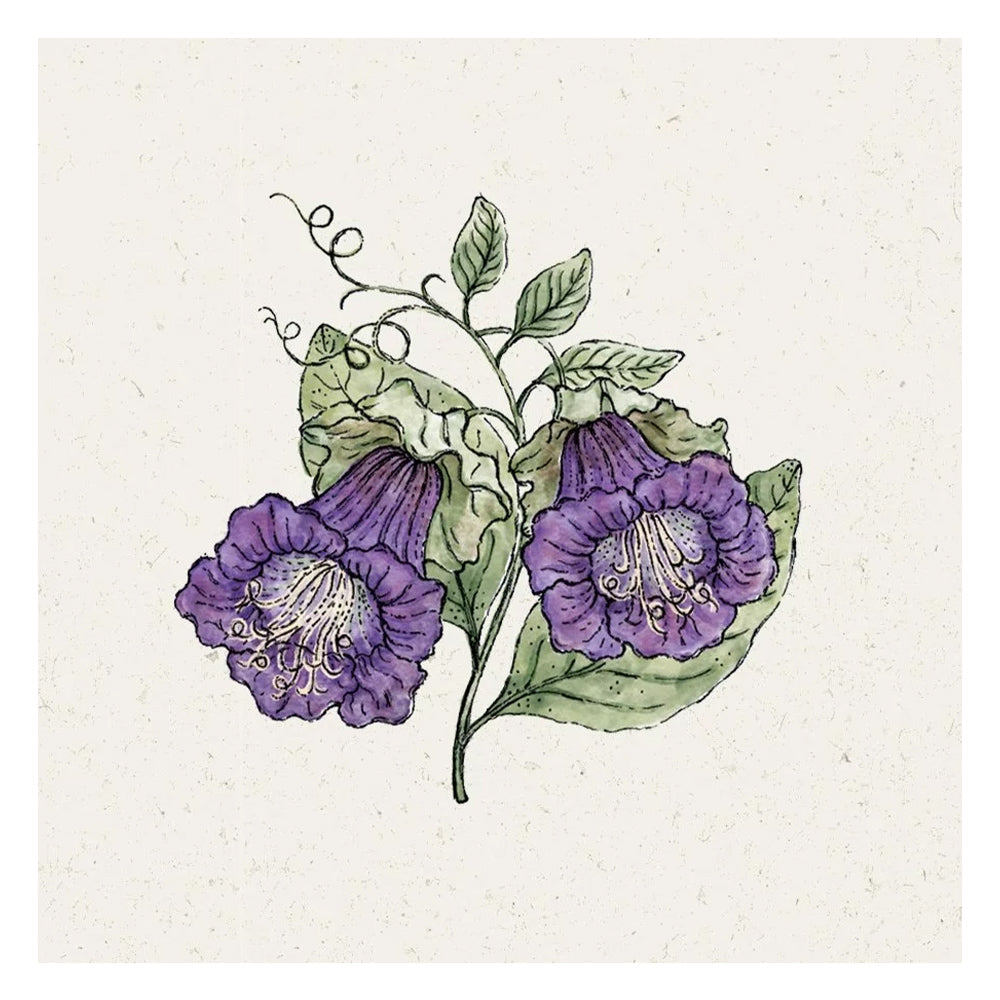Blumensamen - Cobaea scandens "Violet" (Glockenrebe)
