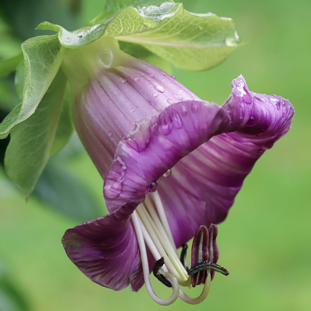 Blumensamen - Cobaea scandens "Violet" (Glockenrebe)