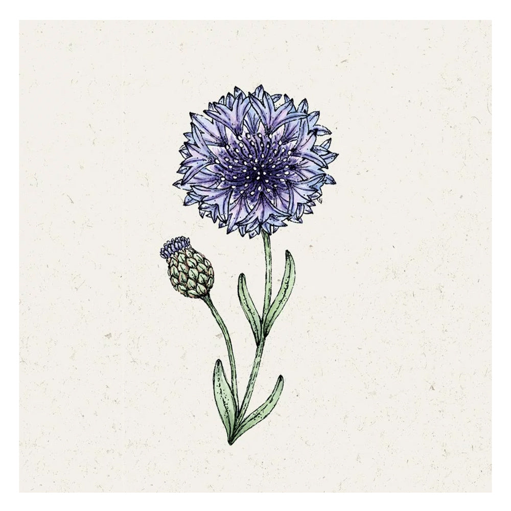 Blumensamen - Centaurea cyanus "Classic Fantastic" (Kornblume)
