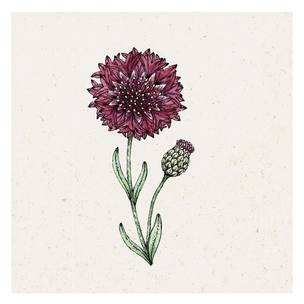 Blumensamen - Centaurea cyanus "Black Ball" (Kornblume)