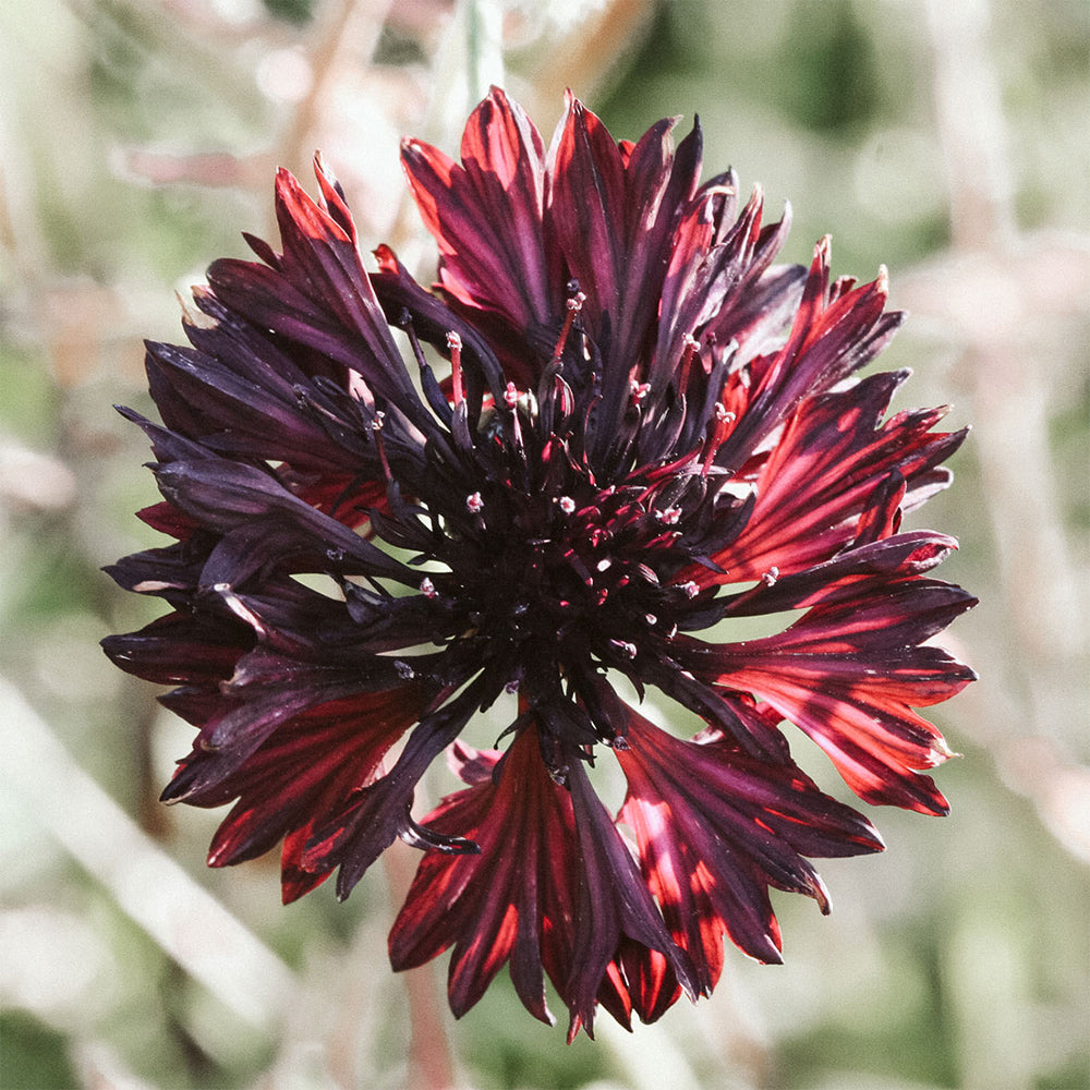 Blumensamen - Centaurea cyanus "Black Ball" (Kornblume)