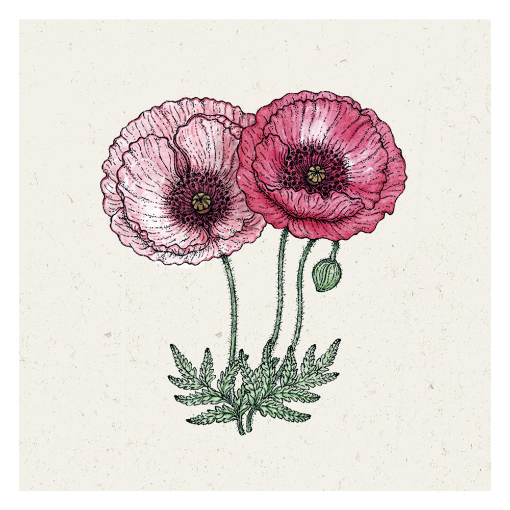 Blumensamen - Papaver rhoeas "Pandora" (Klatschmohn)