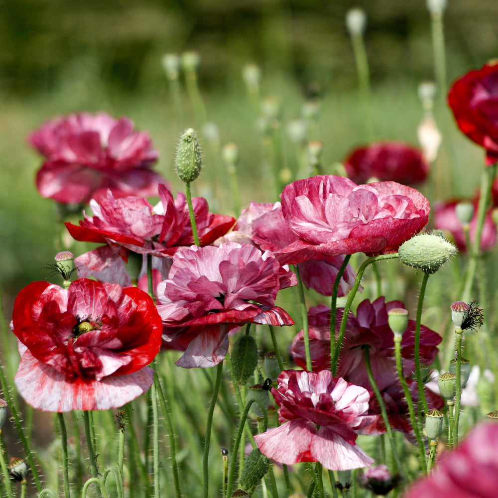Blumensamen - Papaver rhoeas "Pandora" (Klatschmohn)