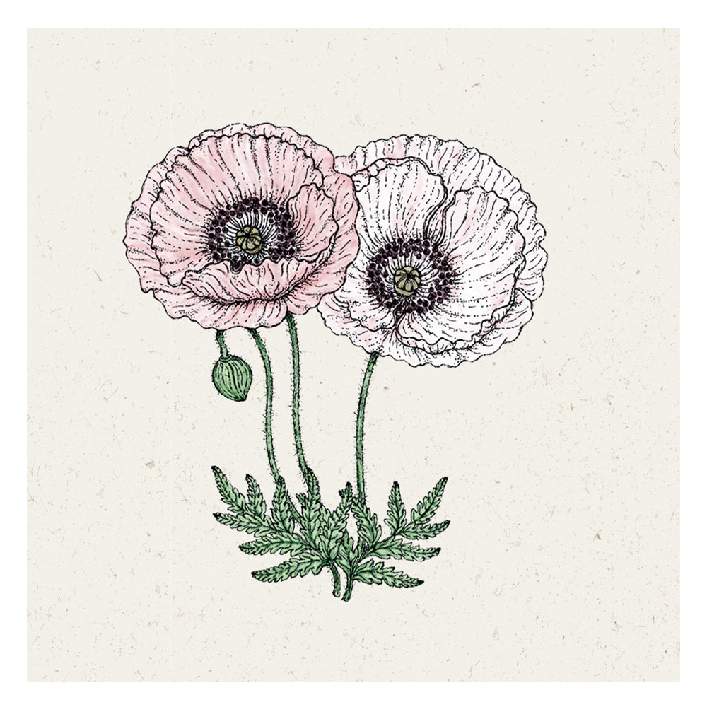 Blumensamen - Papaver rhoeas "Mother Of Pearl" (Klatschmohn)