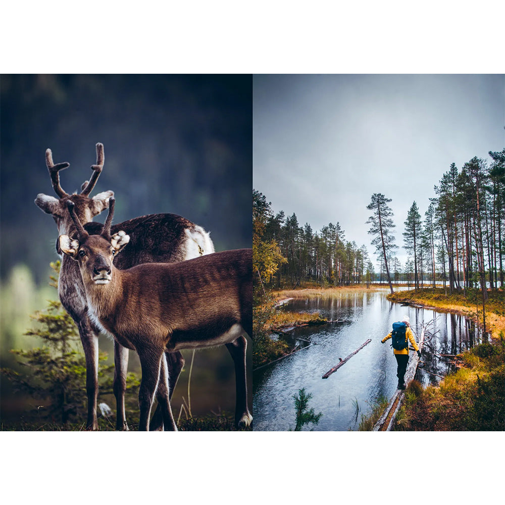 Buch - Food in the Woods