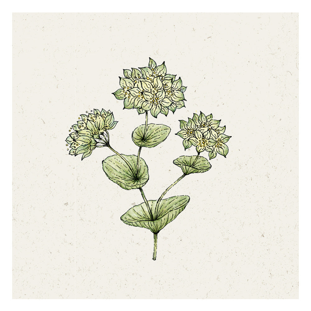 Blumensamen - Bupleurum rotundifolium "Griffithii" (Hasenohr)