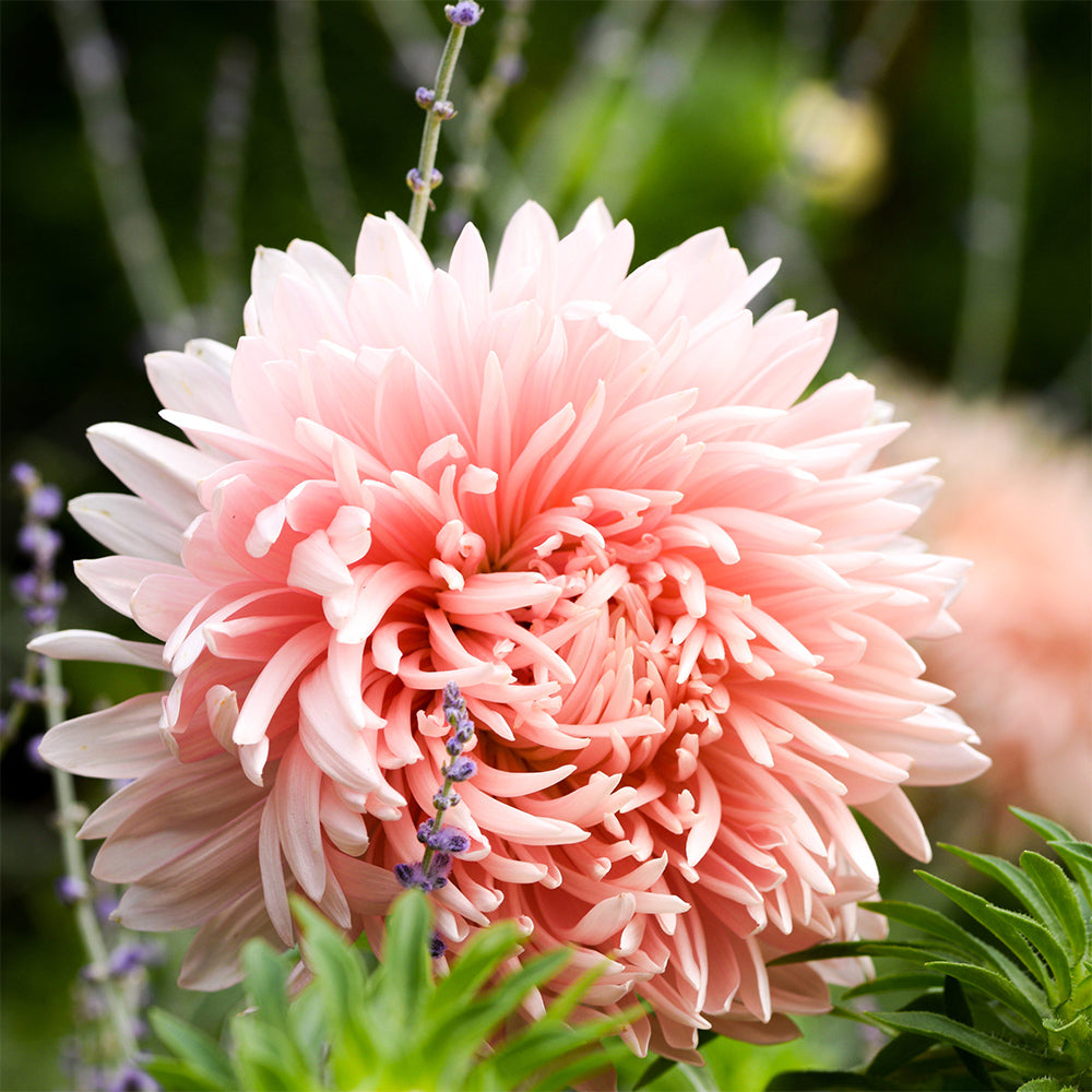 Blumensamen - Callistephus chinensis "King Size Apricot" (Sommeraster)