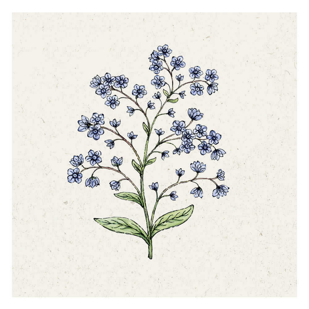 Blumensamen - Cynoglossum Amabile "Firmament" (Chinesisches Vergissmeinnicht)