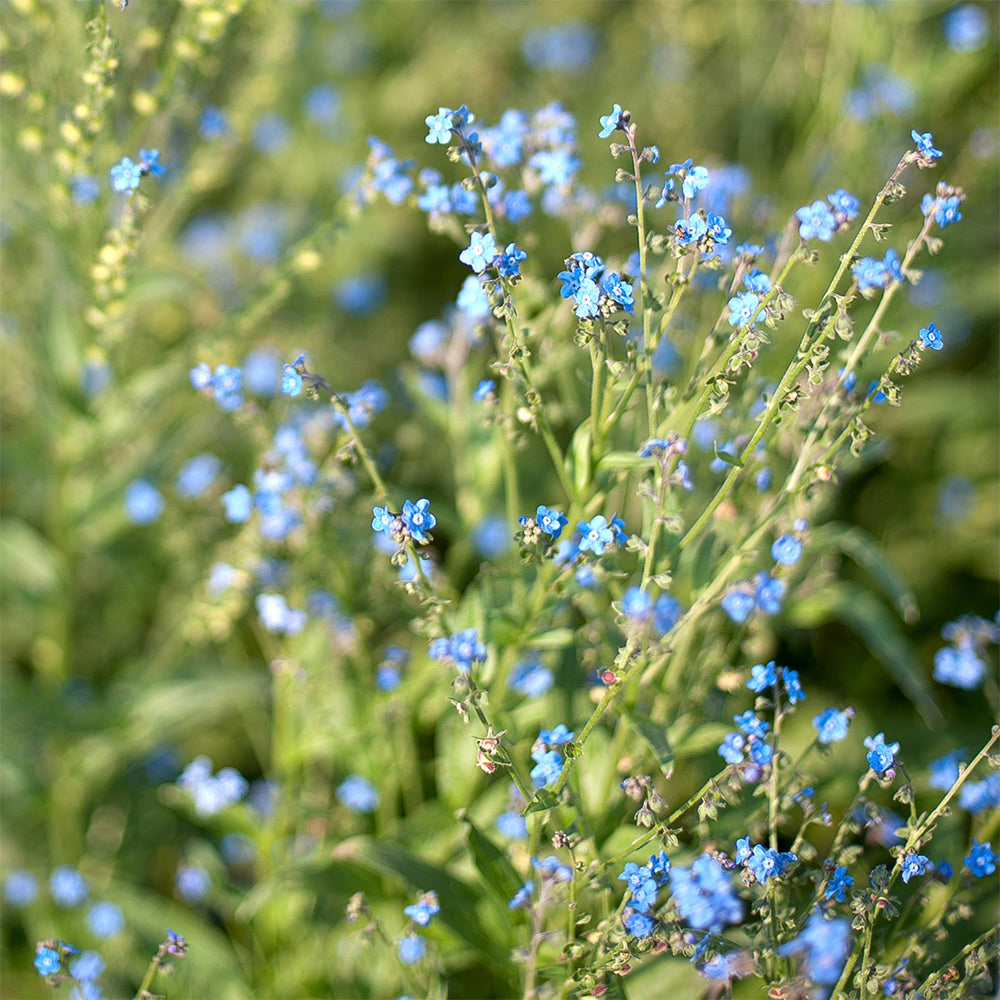 Blumensamen - Cynoglossum Amabile "Firmament" (Chinesisches Vergissmeinnicht)