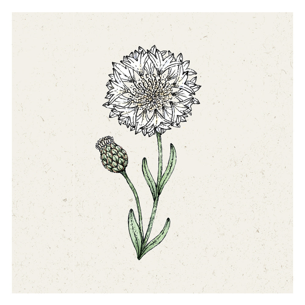 Blumensamen - Centaurea cyanus "White Ball" (Kornblume)