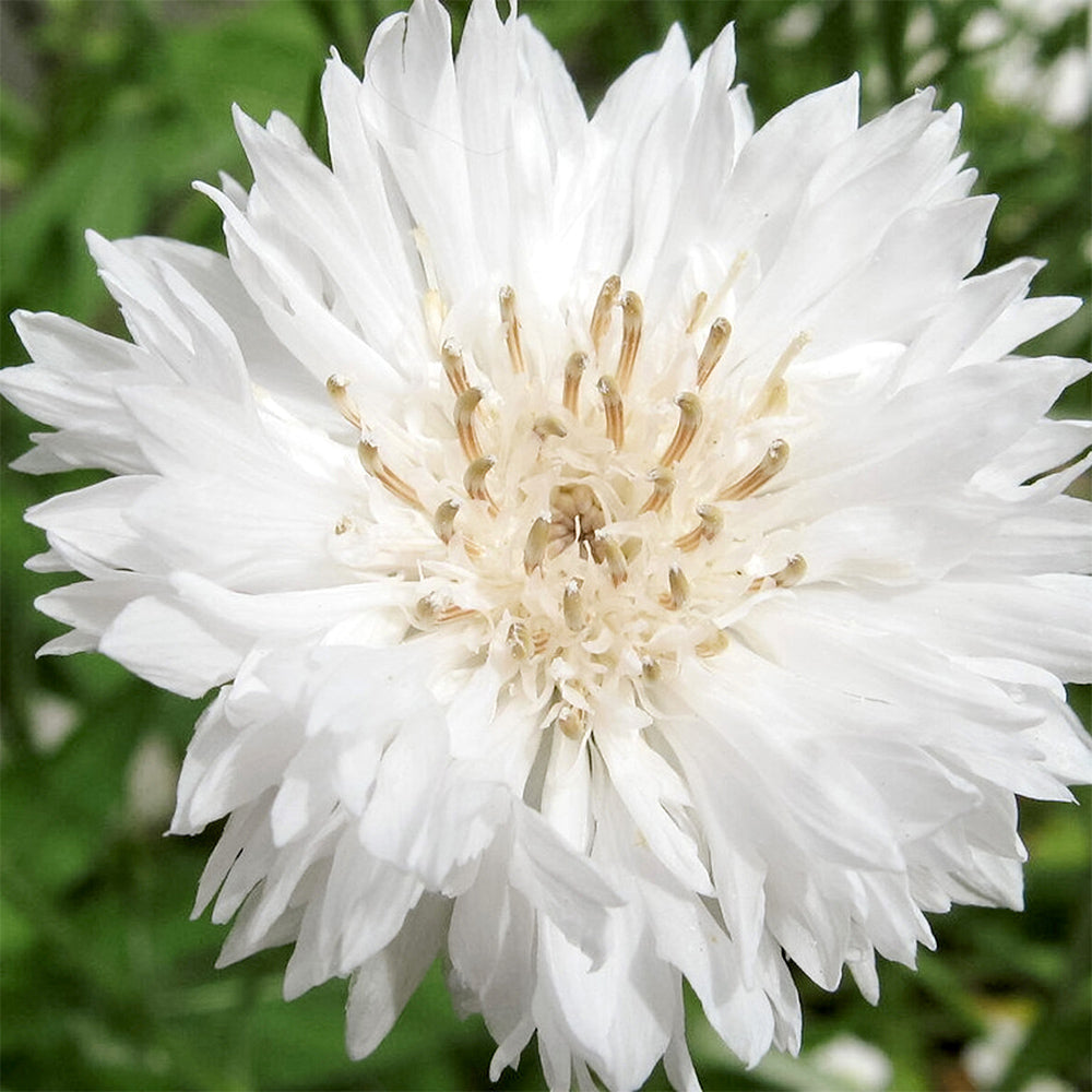 Blumensamen - Centaurea cyanus "White Ball" (Kornblume)