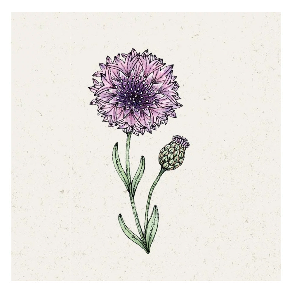 Blumensamen - Centaurea cyanus "Classic Magic" (Kornblume)