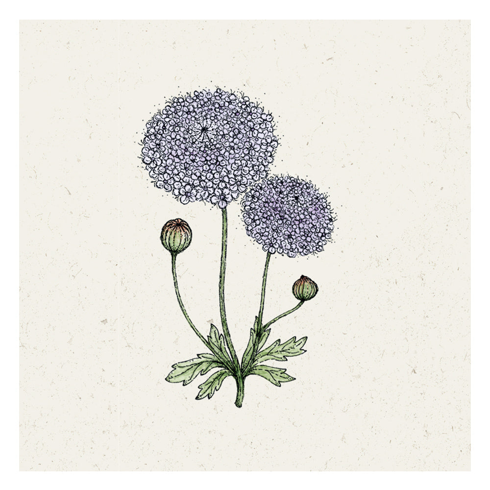 Blumensamen - Didiscus caeruleus "Lace Mixture" (Blaudolde)