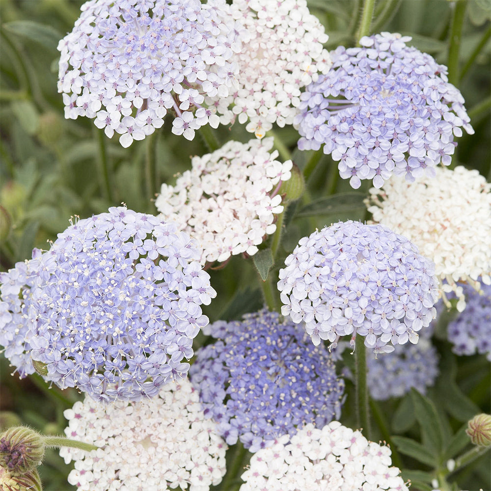 Blumensamen - Didiscus caeruleus "Lace Mixture" (Blaudolde)