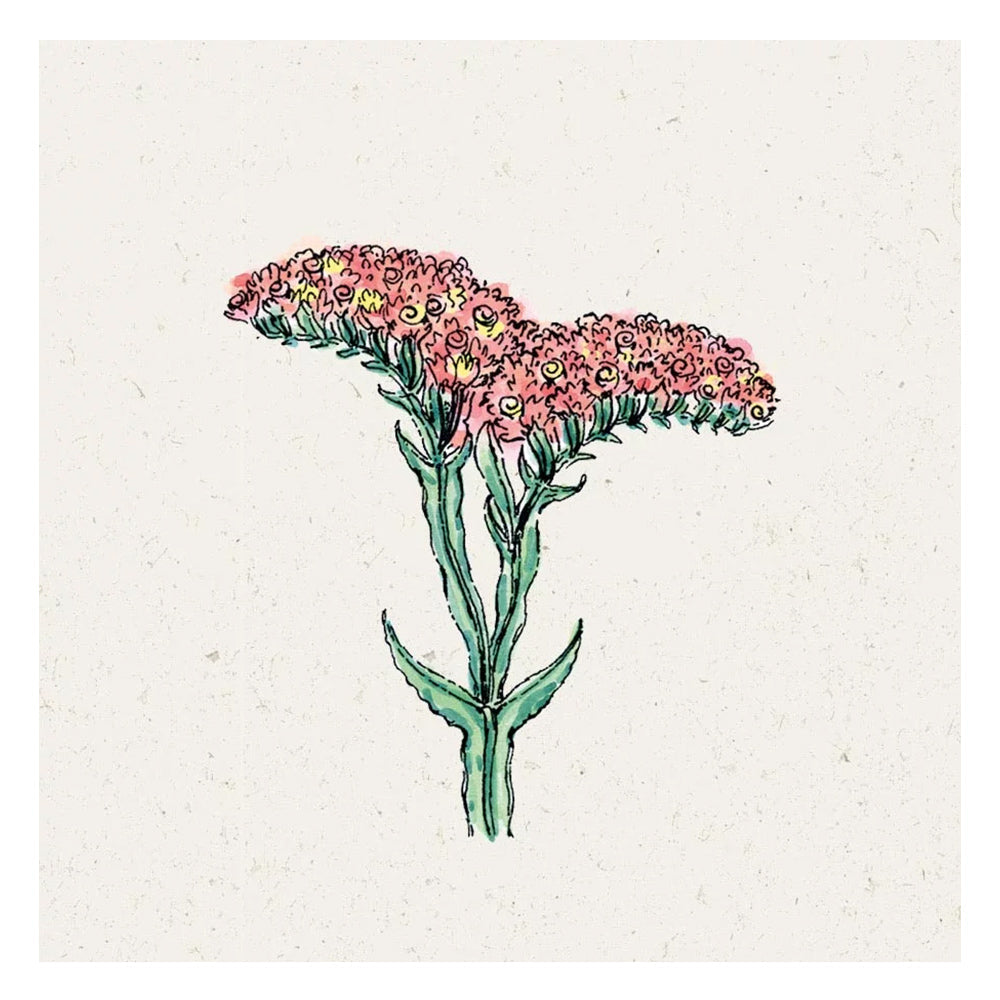 Blumensamen - Limonium sinuatum "Qis Apricot" (Strandflieder)