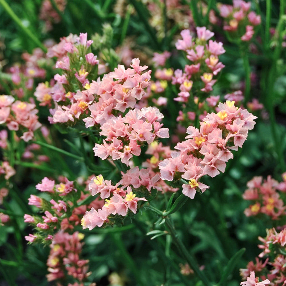 Blumensamen - Limonium sinuatum "Qis Apricot" (Strandflieder)