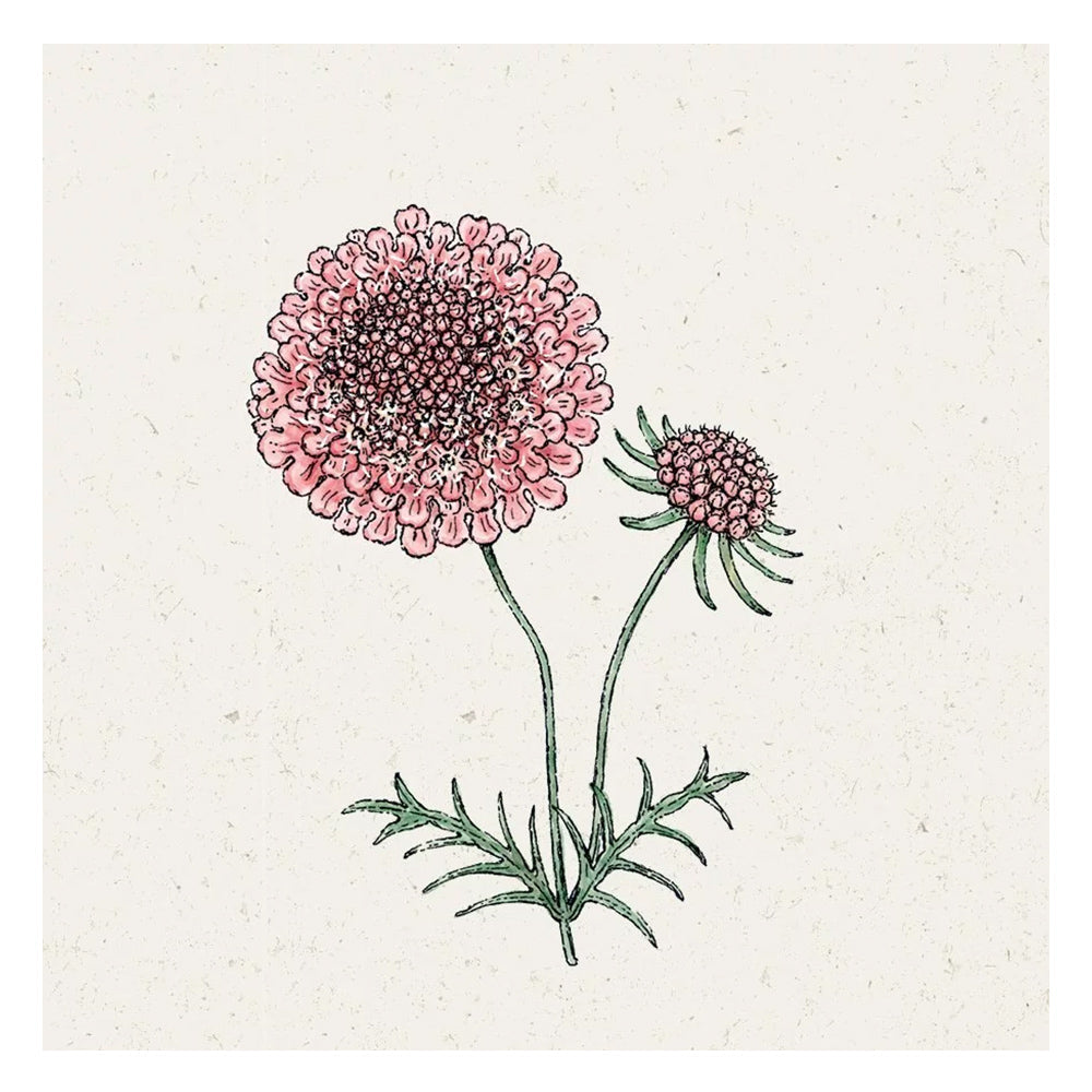 Blumensamen - Scabiosa atropurpurea "Salmon Pink" (Skabiose)