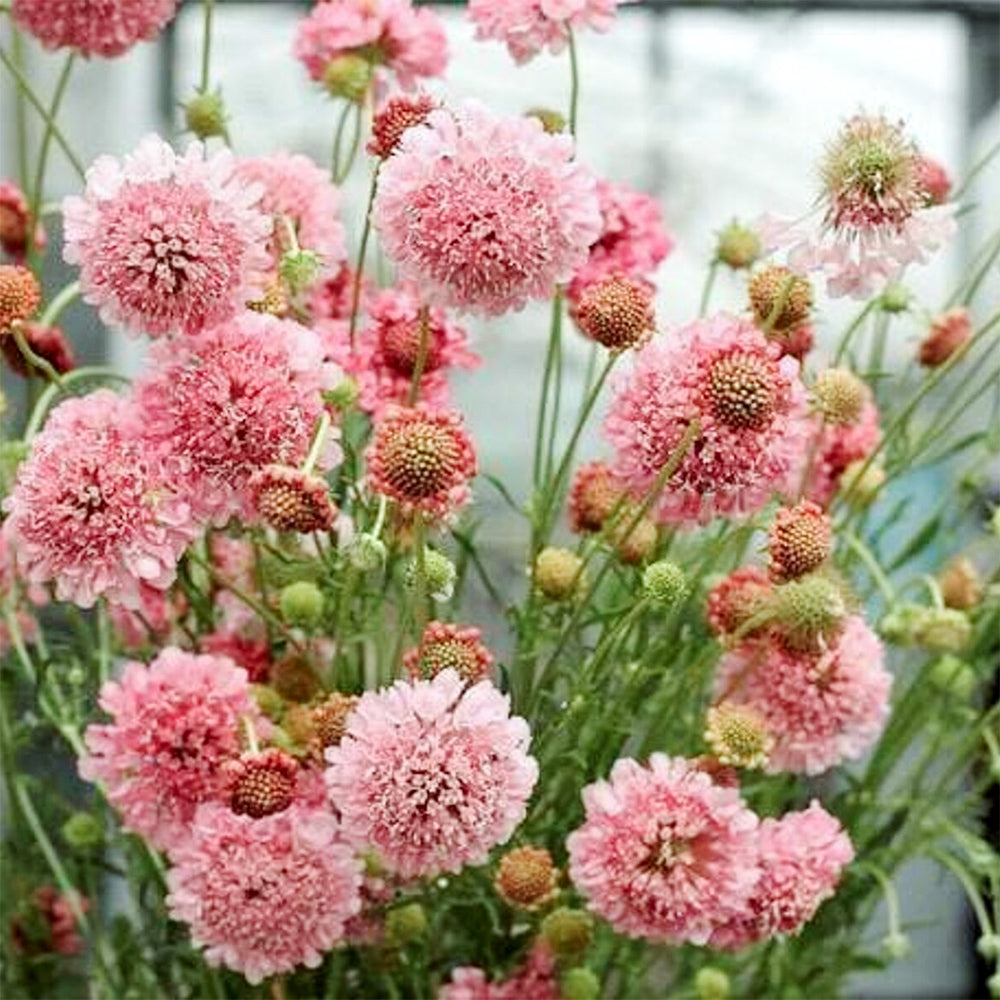 Blumensamen - Scabiosa atropurpurea "Salmon Pink" (Skabiose)