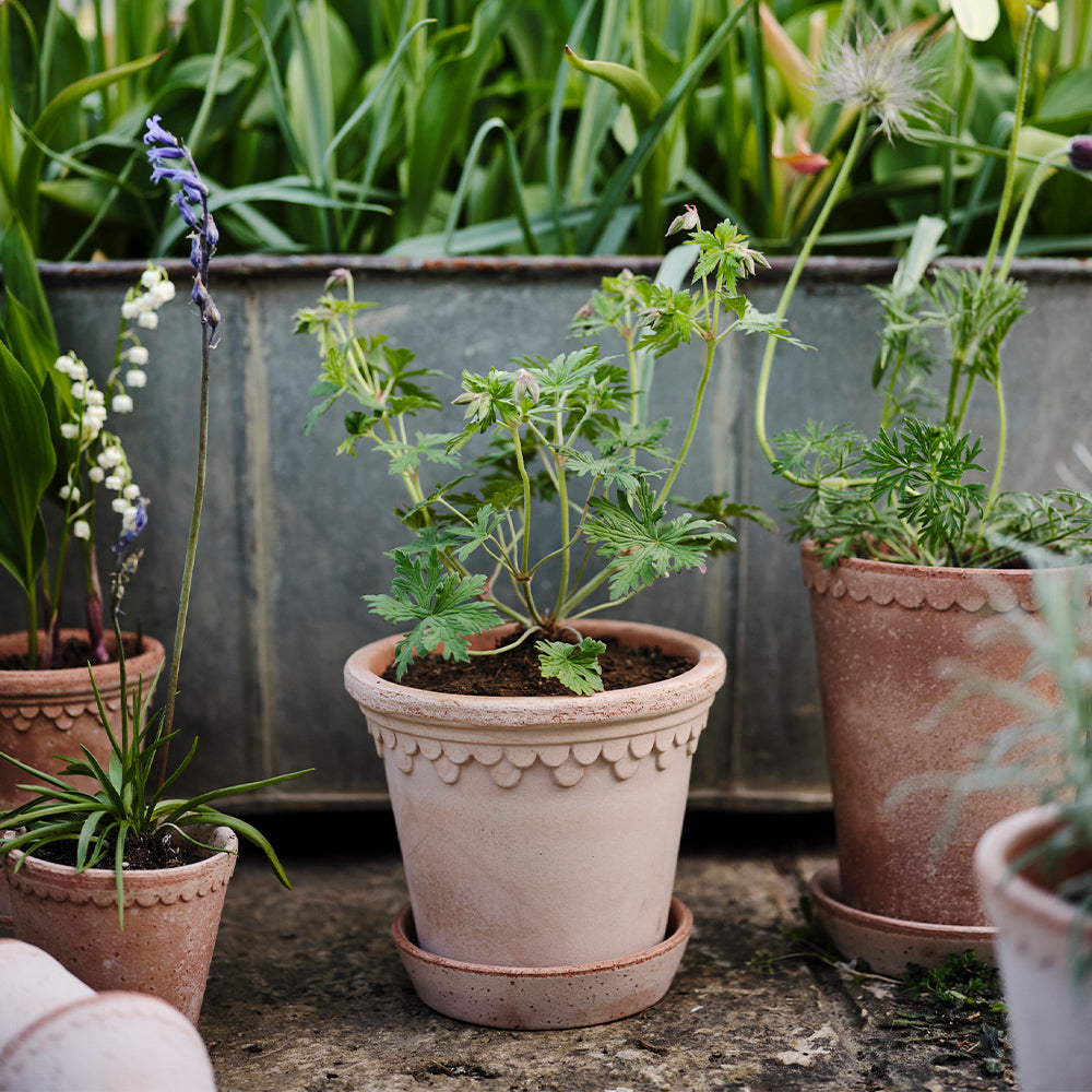Blumentopf mit Untersetzer - Copenhagen rosa