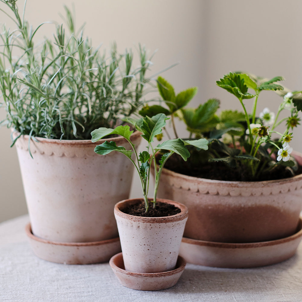 Blumentopf mit Untersetzer - Helena rosa