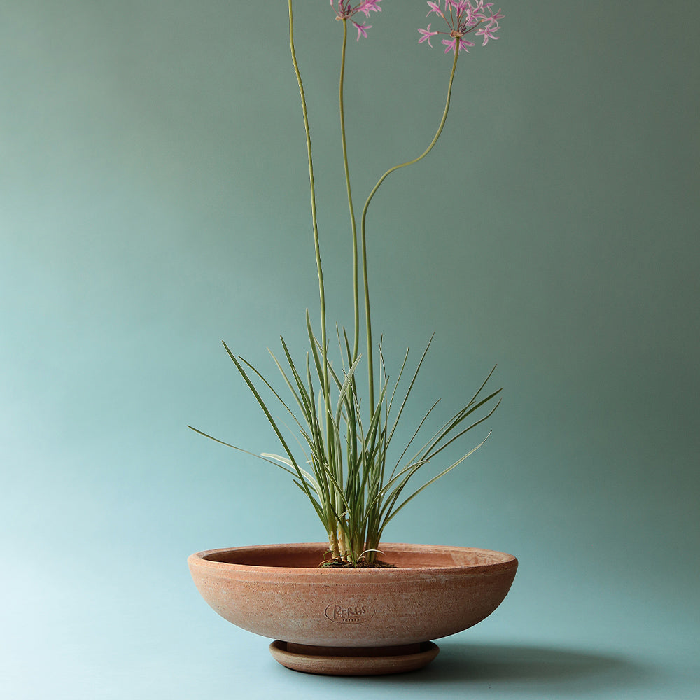 Blumenschale mit Untersetzer Ada - rosa ø 30 cm