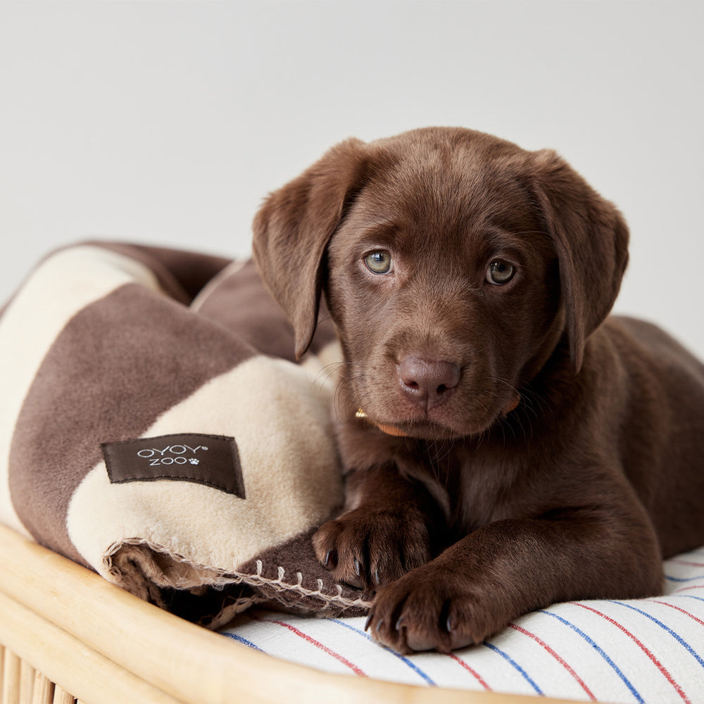 Hundedecke Kaya Large - in versch. Farben