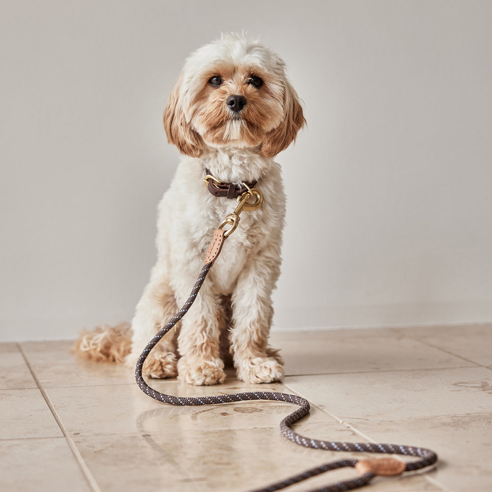 Hundehalsband Robin Small - in versch. Farben