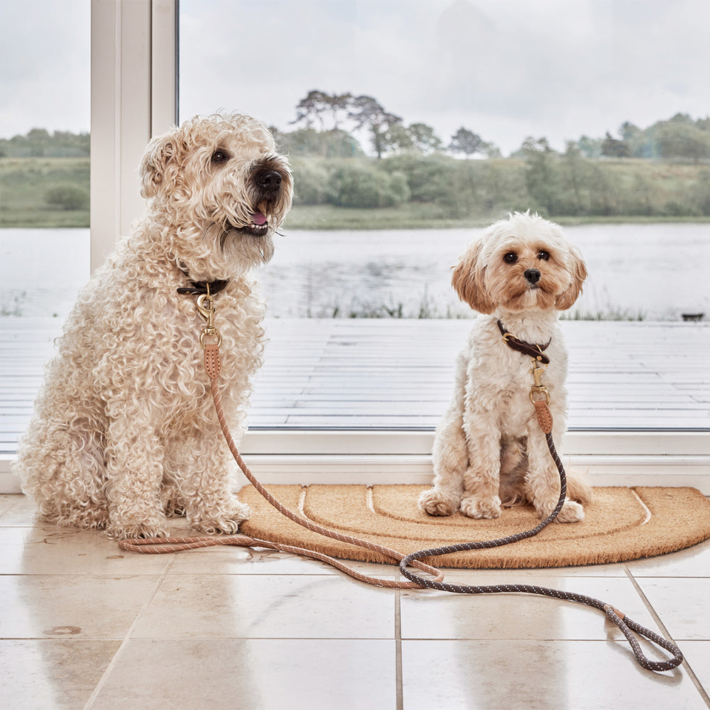 Hundehalsband Robin Small - in versch. Farben