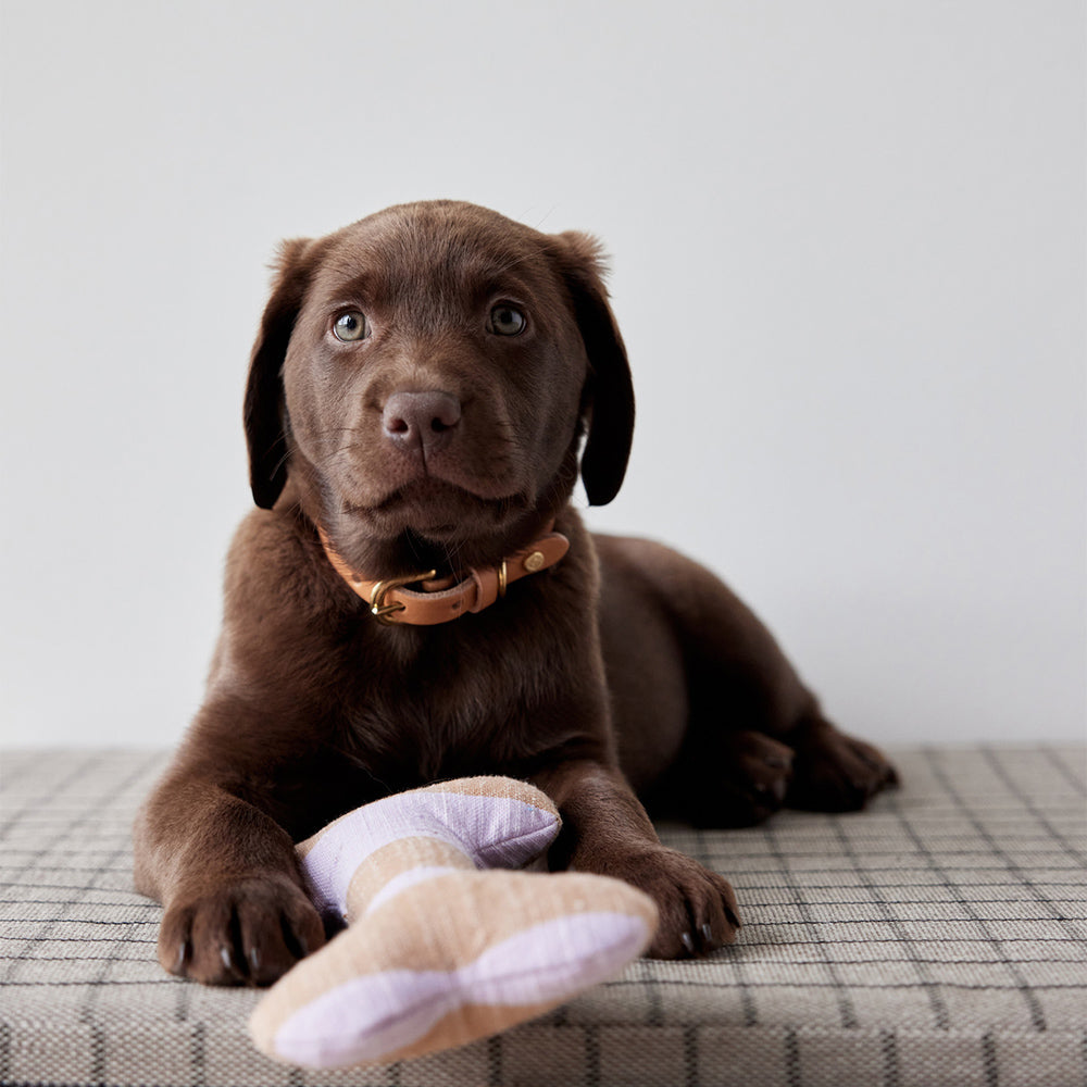 Hundehalsband Robin Medium - in versch. Farben