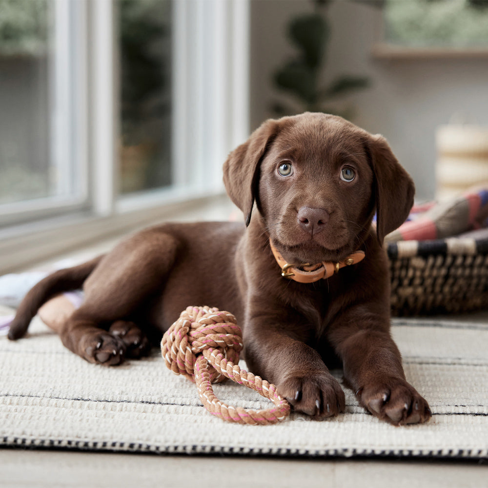 Hundehalsband Robin Medium - in versch. Farben