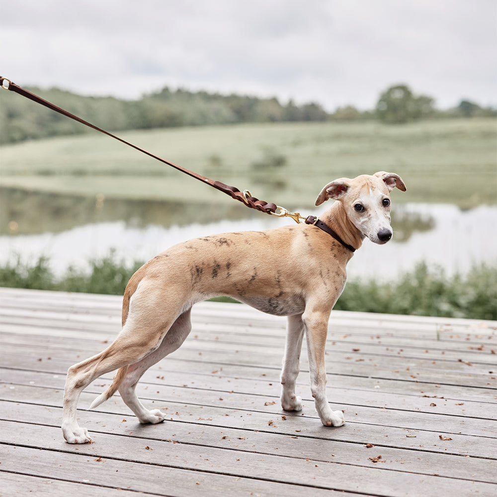 Hundehalsband Robin Medium - in versch. Farben