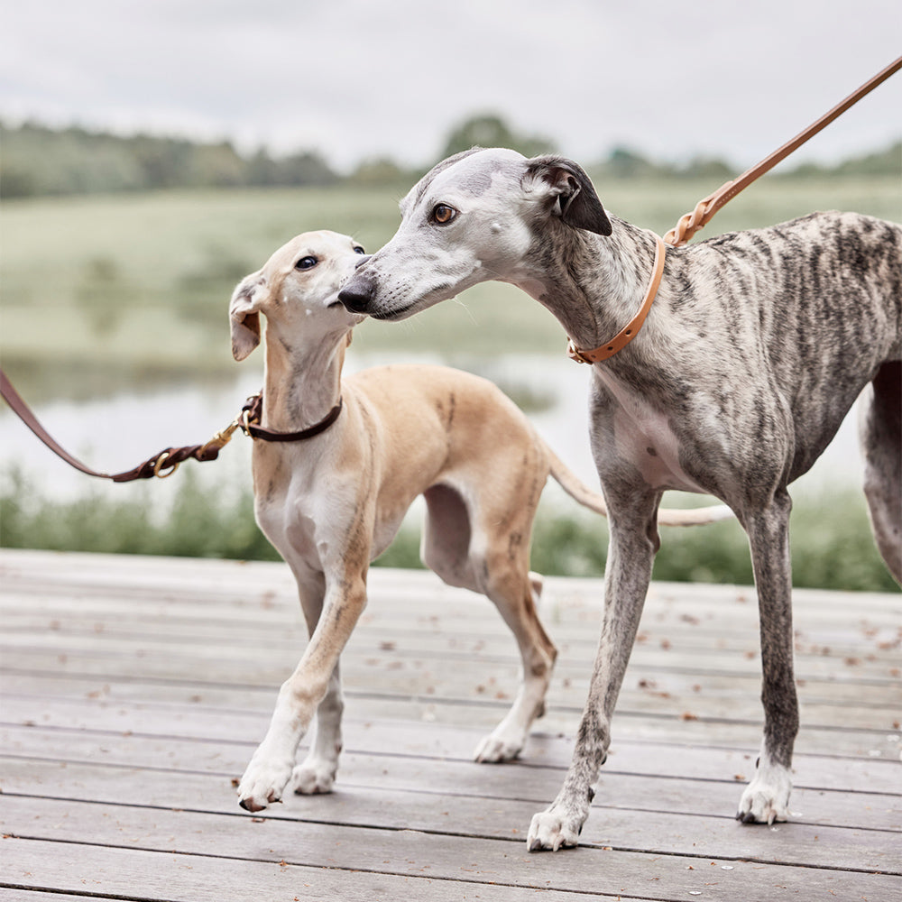 Hundehalsband Robin Large - in versch. Farben