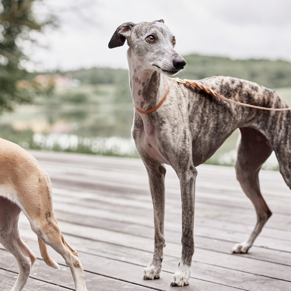 Hundehalsband Robin Large - in versch. Farben