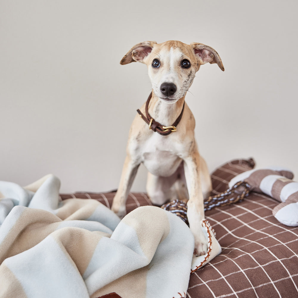 Hundedecke Kaya Small - in versch. Farben