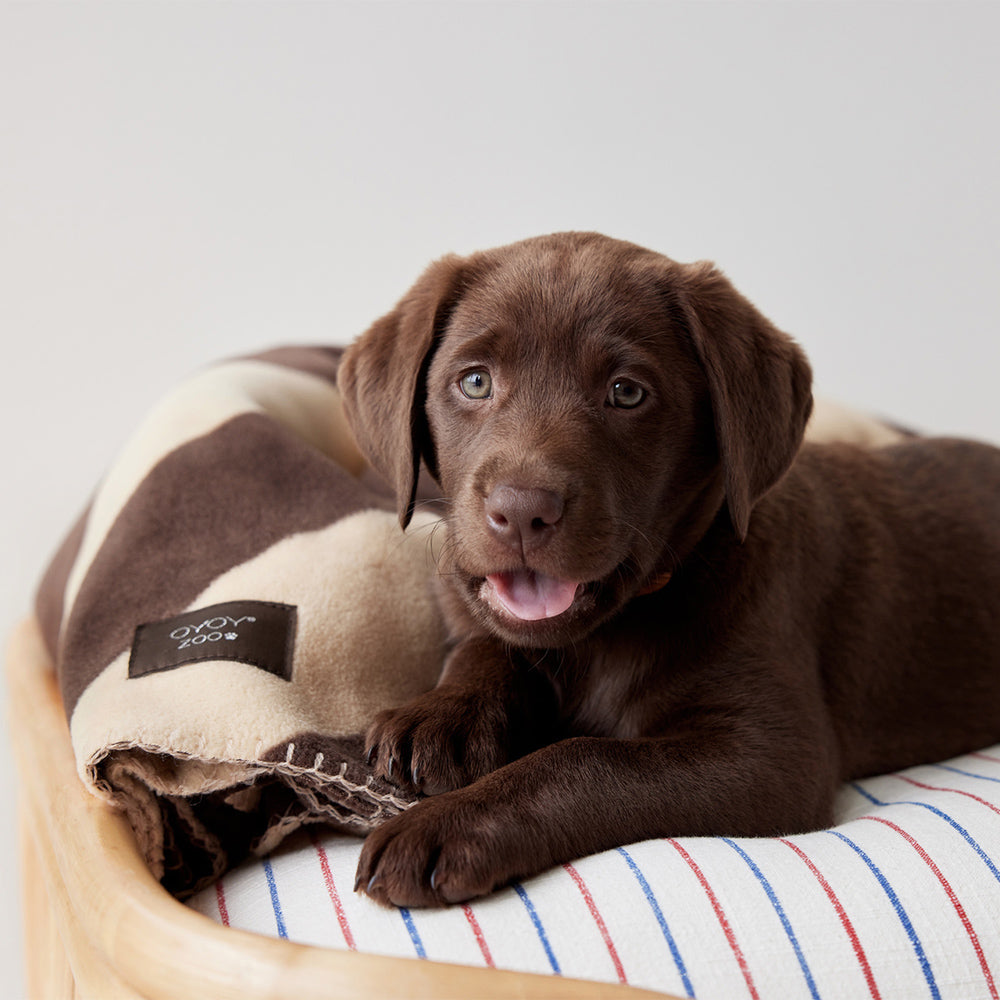 Hundedecke Kaya Small - in versch. Farben