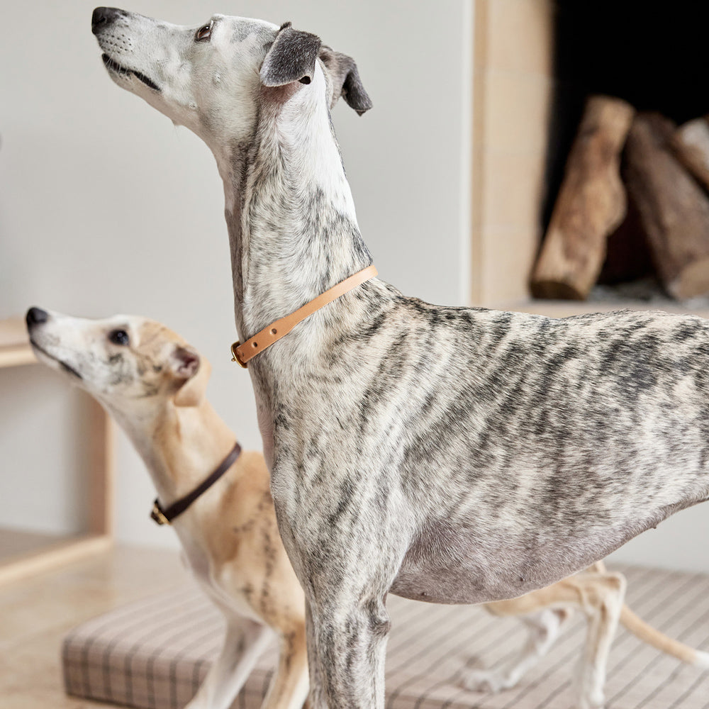 Hundehalsband Robin Extra Large - in versch. Farben