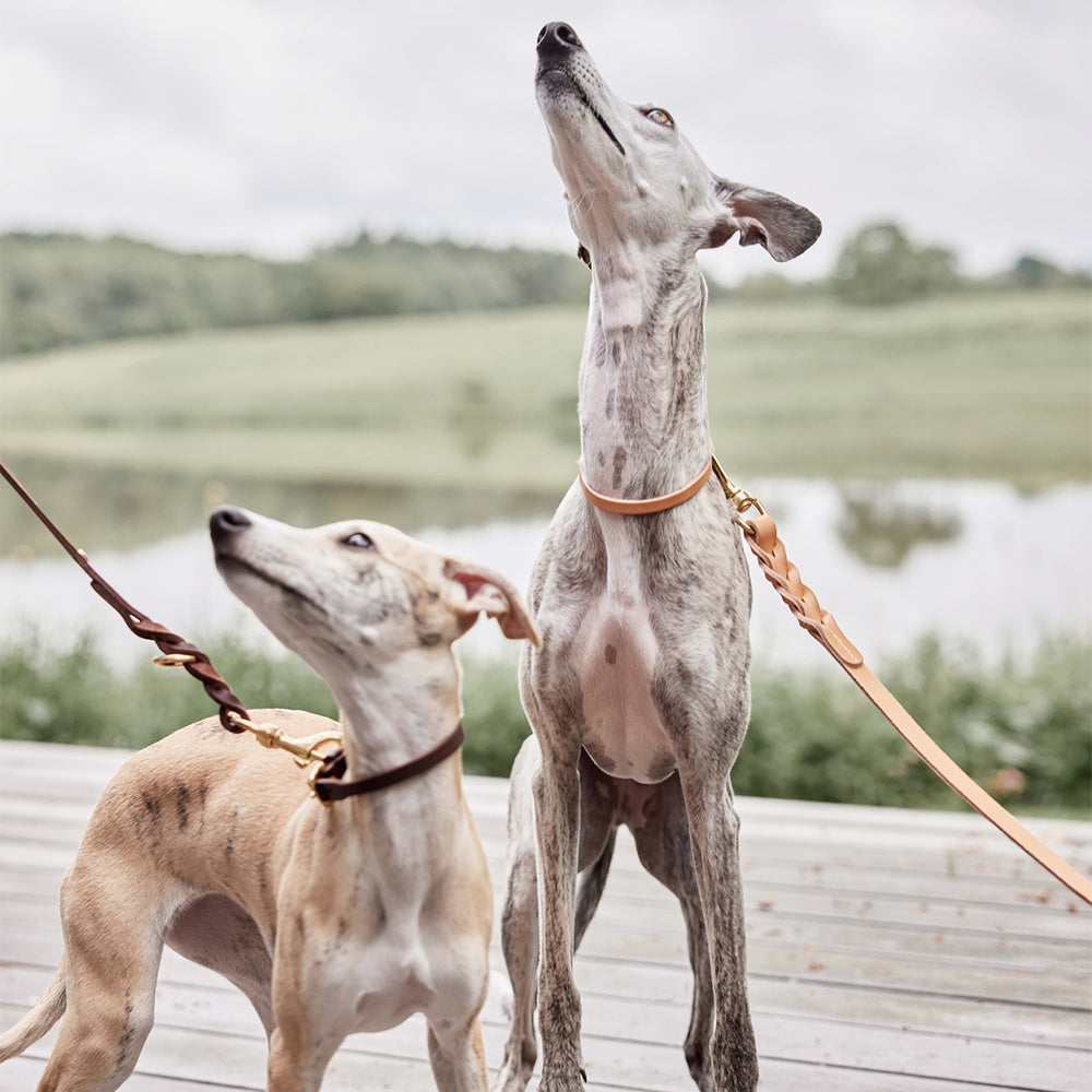 Hundehalsband Robin Extra Large - in versch. Farben