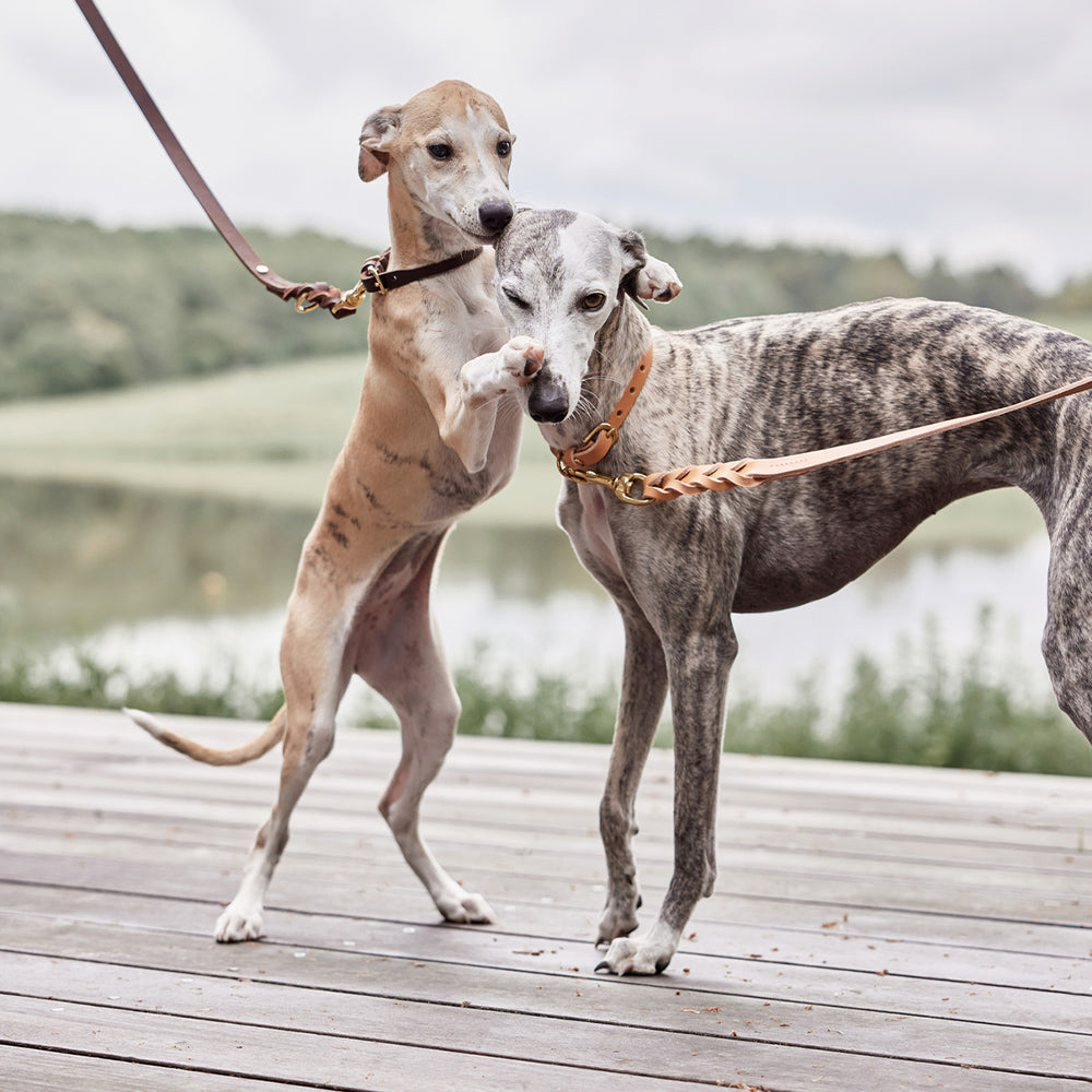 Hundehalsband Robin Extra Large - in versch. Farben