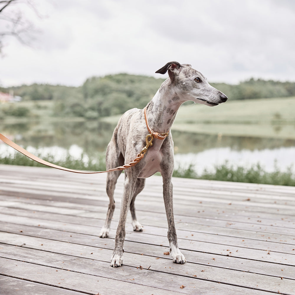 Hundehalsband Robin Extra Large - in versch. Farben