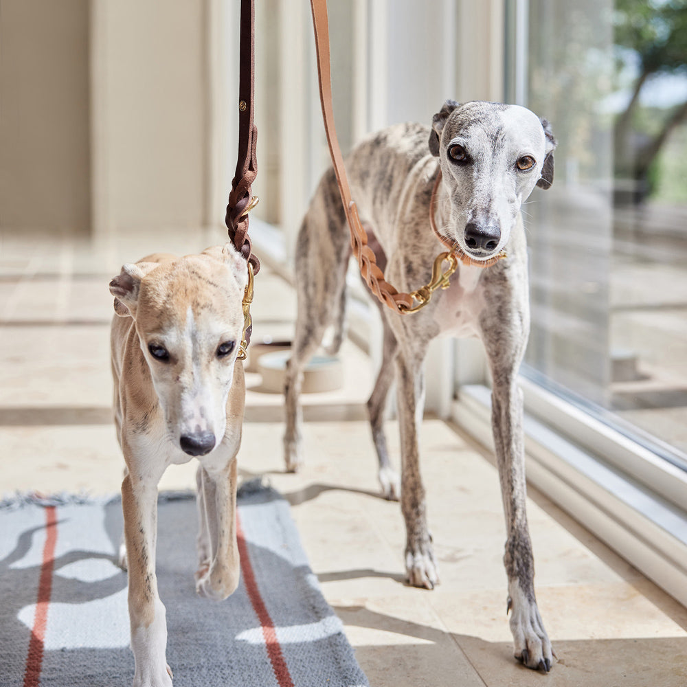 Hundeleine Robin M/L - in versch. Farben