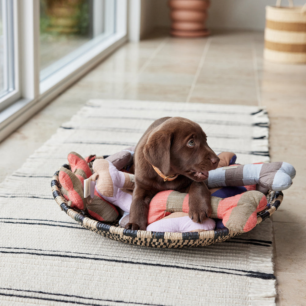 Hundeknochen Ashi Small - in versch. Farben