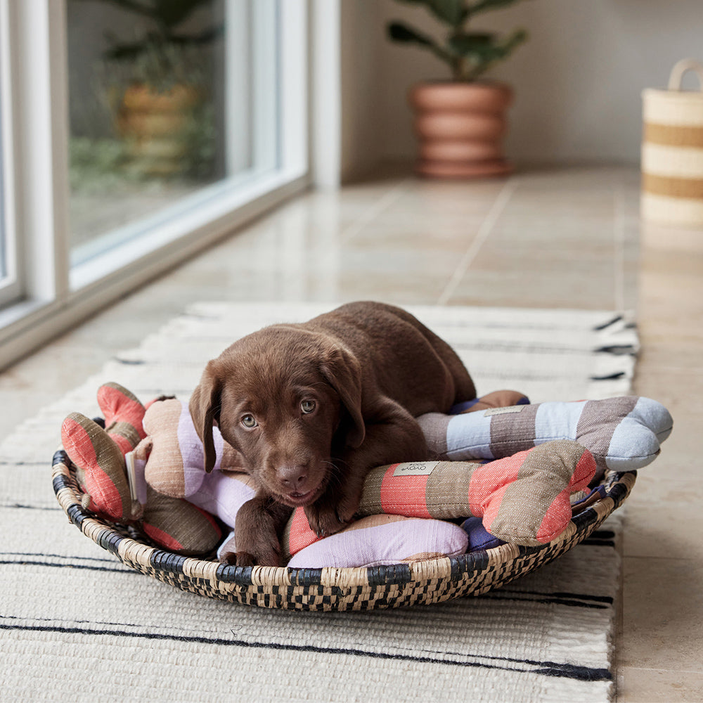 Hundeknochen Ashi Small - in versch. Farben