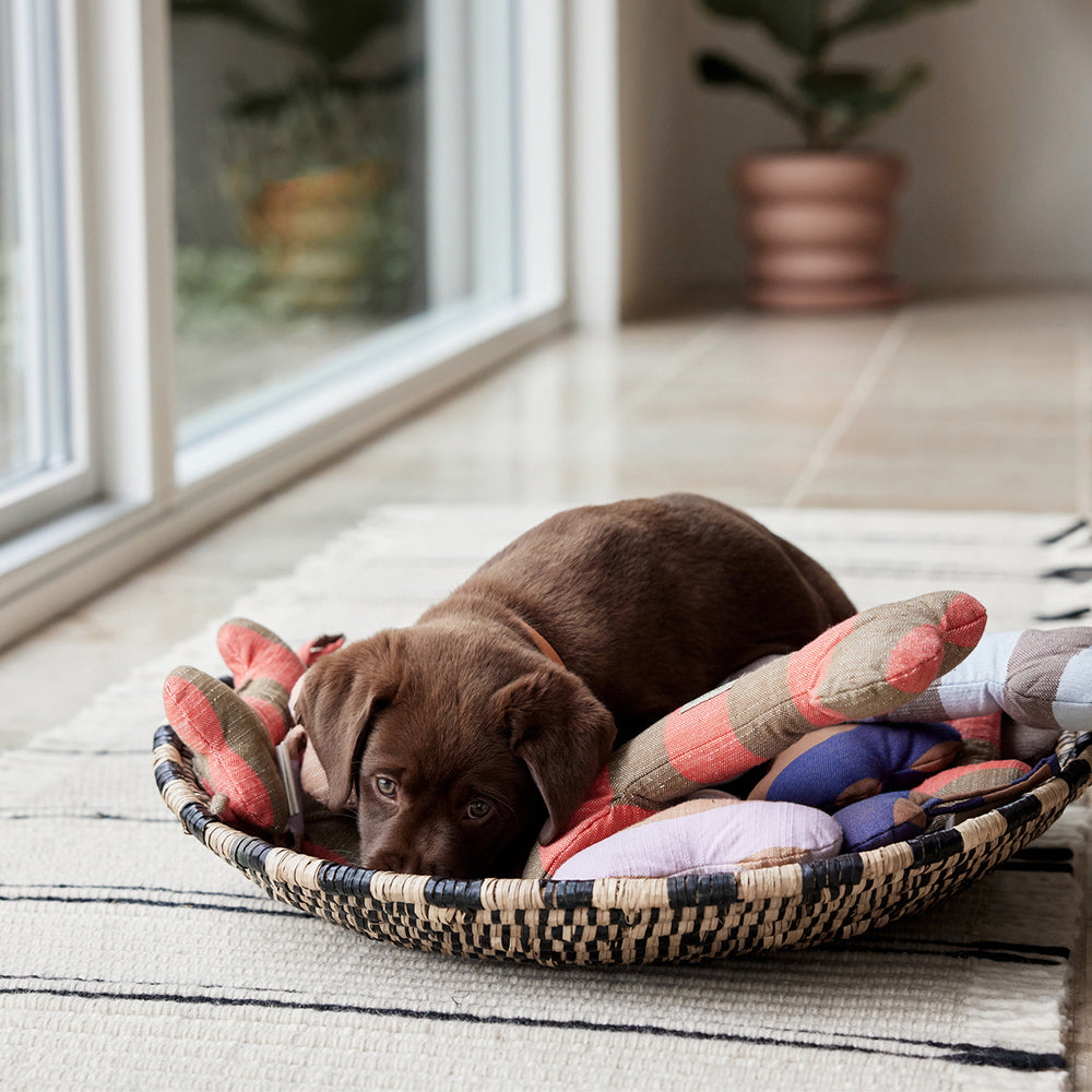 Hundeknochen Ashi Small - in versch. Farben