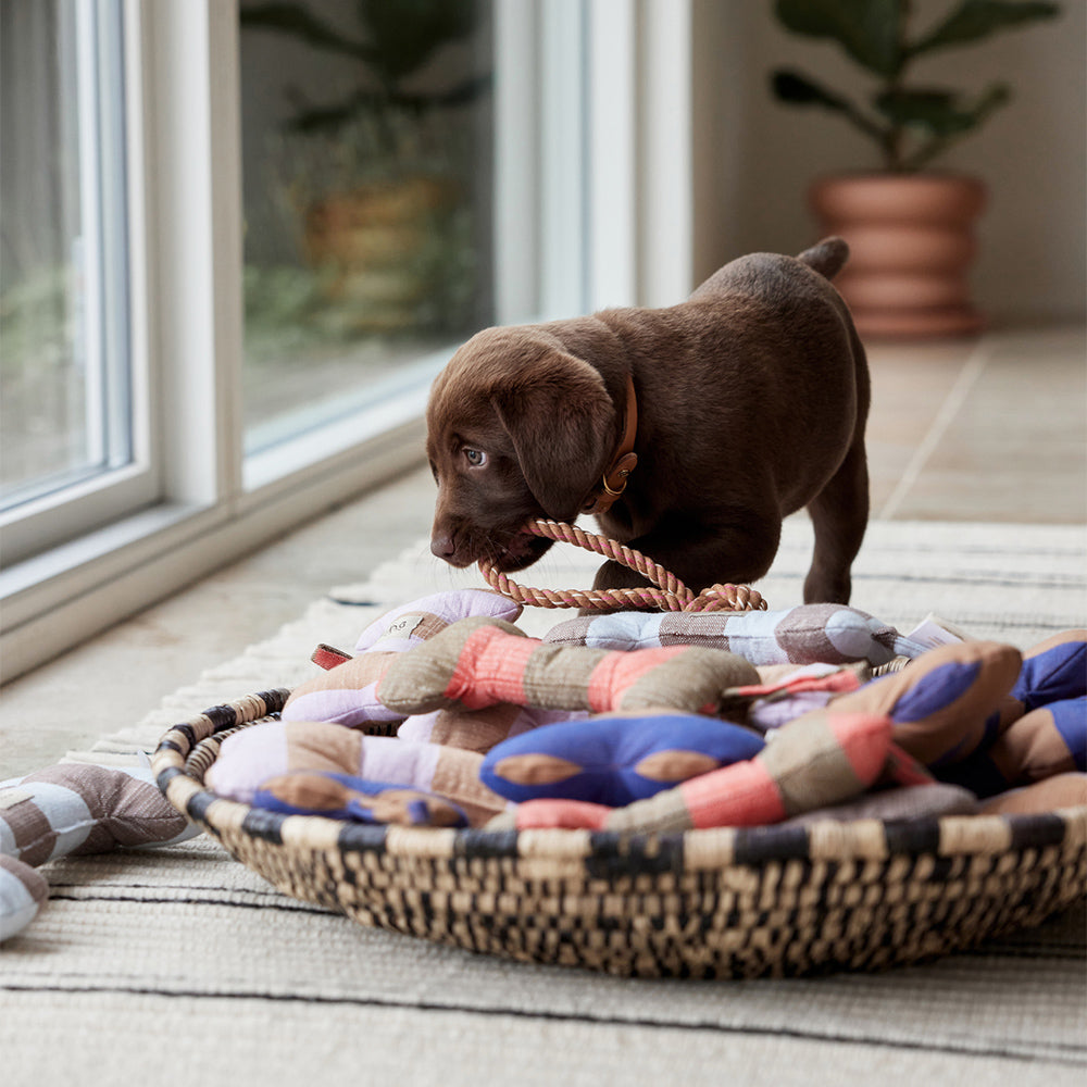 Hundeknochen Ashi Small - in versch. Farben