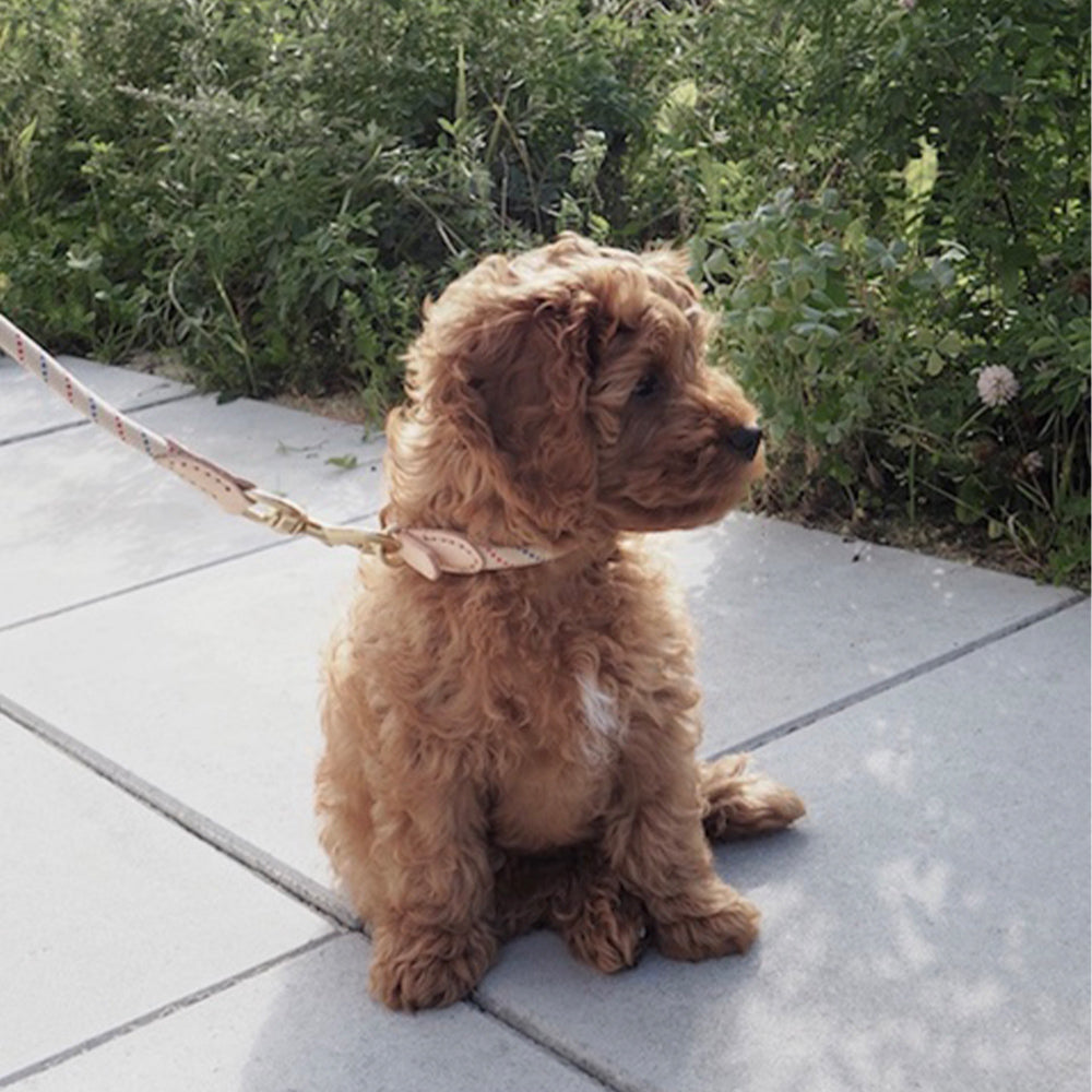 Hundehalsband Perry Small - in versch. Farben