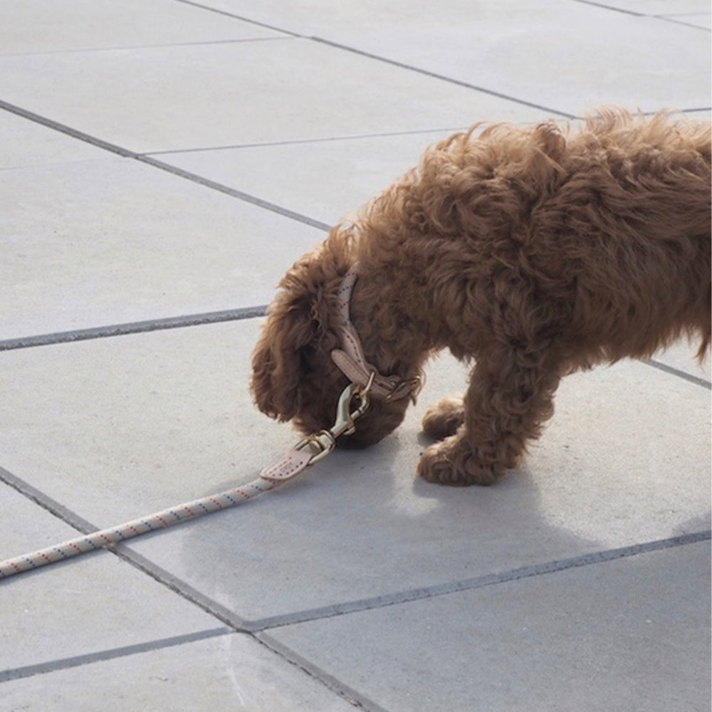 Hundehalsband Perry Small - in versch. Farben