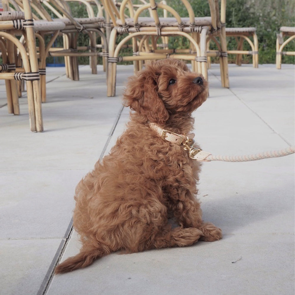 Hundehalsband Perry Small - in versch. Farben